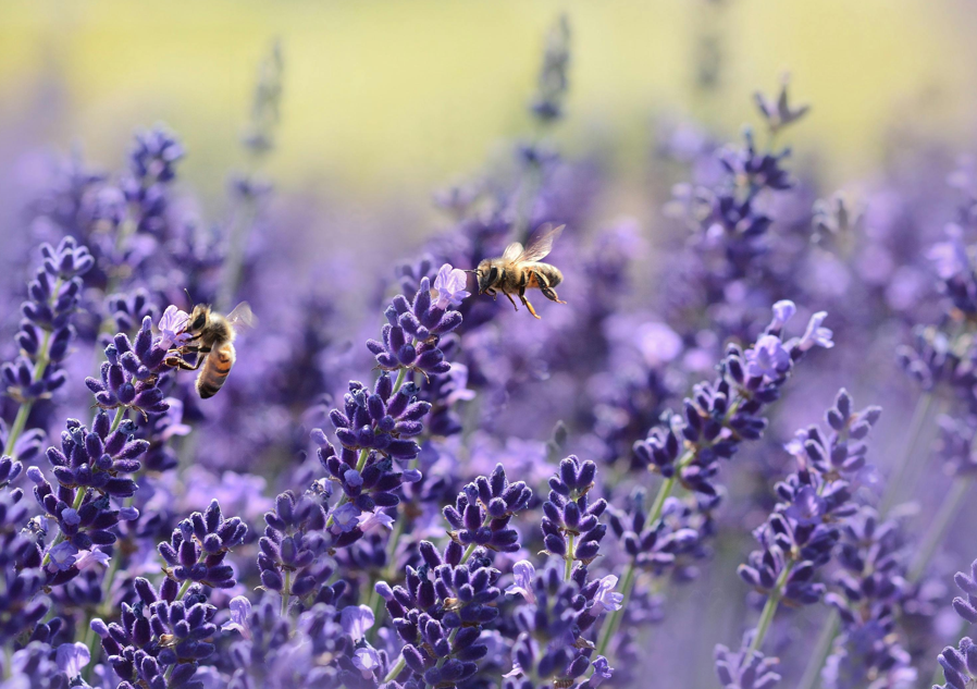Von der Wurzel bis zur Seife – Die Reise eines Lavendelzweigs